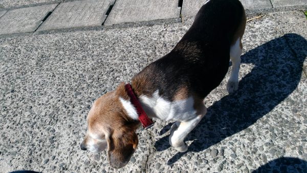 P_20170213_141008_vHDR_Auto