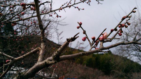 P_20170218_123956_vHDR_Auto