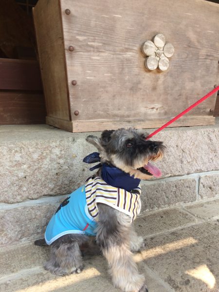 Photo 2017-07-27 15 12 11