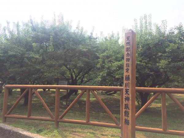 Photo 2017-07-27 15 20 02