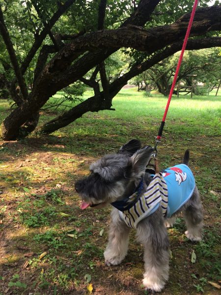 Photo 2017-07-27 15 23 34