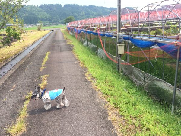 Photo 2017-07-27 15 37 24