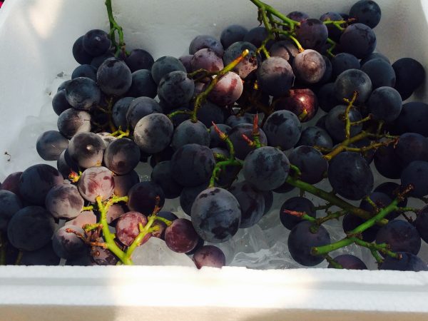 Photo 2017-07-28 9 53 10