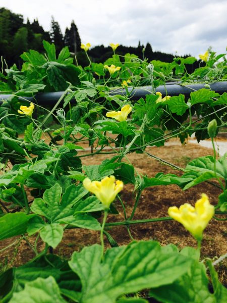 Photo 2017-08-04 11 26 09