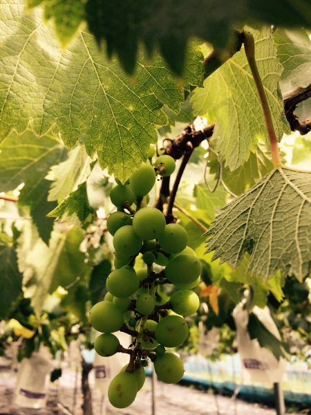 Photo 2017-08-04 14 15 03