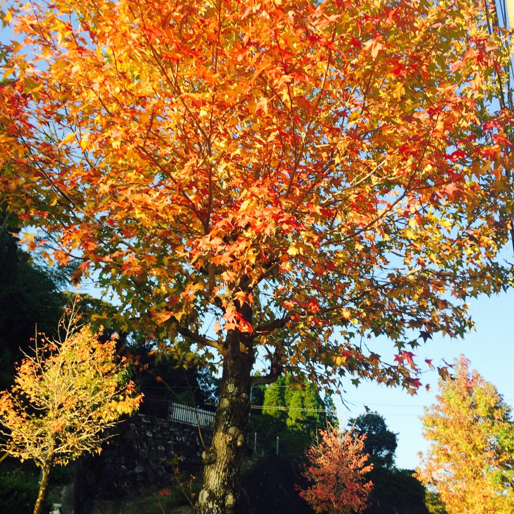 Photo 2017-11-09 16 06 18