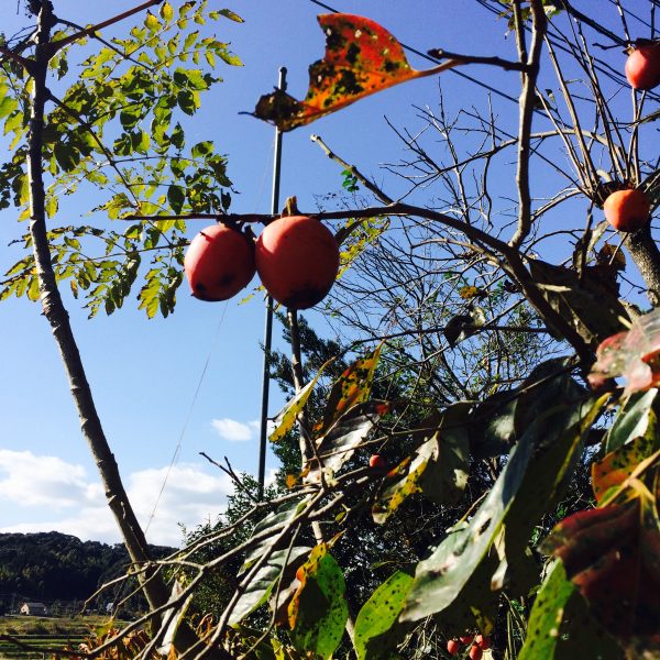 Photo 2017-11-23 12 25 52