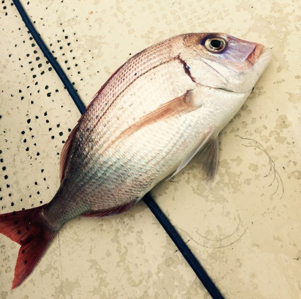 Photo 2017-06-17 8 52 25