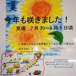 高貫自治会の向日葵畑