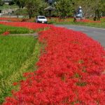 9月22日開催！第2回彼岸花まつりin田の神ロード