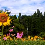 花と緑の西川内フラワーロード向日葵＆コスモス