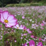 花と緑の西川内フラワーロード向日葵＆コスモス　10月