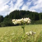 樋脇町塔之原のそば畑