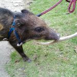 吉川地区うり坊のコラ