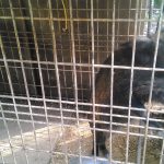 吉川地区うり坊のウナ