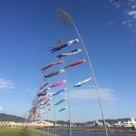 川内川に、鯉のぼり