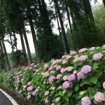 西川内フラワーロード・あじさいの季節