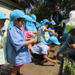 稲の苗植えin東郷幼稚園