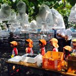 フルーツのまち東郷・ぶどう鋏入れ式