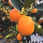 鹿児島きんかん「いりき」鋏入れ式