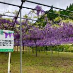 【藤本滝公園】藤の花が満開です！