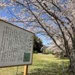 【✿FMさつませんだい桜情報✿】